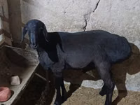 公羊, Hissar sheep — 照片 1