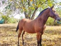 Caballo, Nonius horse — foto 3