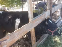 Bull, Cattle — photo 5