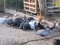 Guinea fowl — फ़ोटो 4
