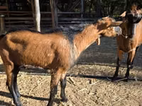 Ziegenbock, Alpine goat — Foto 2