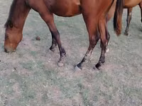 Caballo, Caballos — foto 1