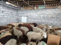 Schaf, Beulah Speckled face sheep — Foto 2