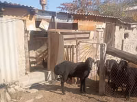 كبش, Ordabasy sheep — الصورة 4