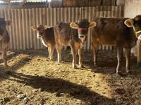 Cow, Swiss cattle — photo 1