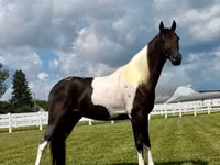 حصان, Tennessee Walking Horse — الصورة 3