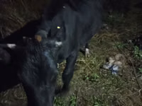 Vaca, Ganado vacuno — foto 4