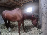 Hengst, Akhal-Teke — Foto 6