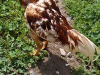Chickens — foto 1