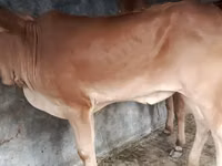 Cow, Brahman — photo 3