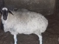 Sheep, Afghan Arabi sheep — photo 2