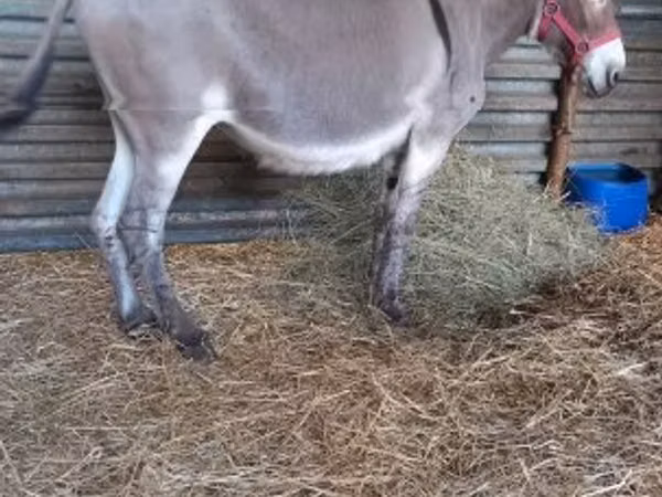 Horse (M), Horses