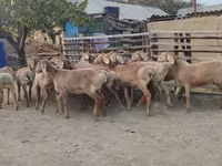 Sheep, Arashan sheep — photo 3