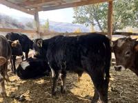 Bull, Swiss cattle — photo 6