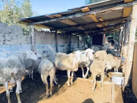 Ram, Merinoland sheep — photo 3