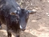 Goat, Goats — photo 4