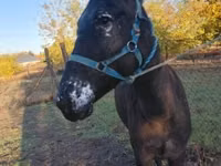 Mare, Mule — photo 1
