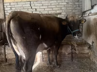 गाय, गोलस्टीन नस्ल — फ़ोटो 2