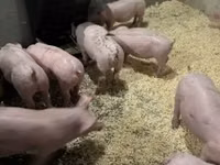 Schweine (Partie, Geschlecht nicht angegeben) — Foto 2