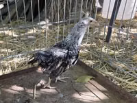 Araucana — photo 3