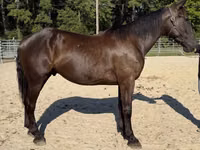 Caballo, Caballos — foto 1
