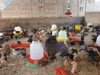 دجاج شمو — الصورة 2