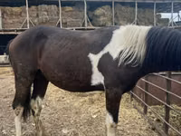 Horse (M), Horses — photo 3
