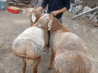 Ram, Arashan sheep — photo 4