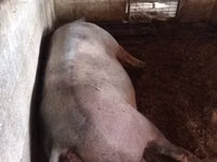 Sow, Pigs — photo 2