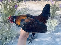 Chickens — फ़ोटो 5