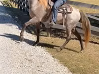 Horse (M), Rocky Mountain Horse — photo 4