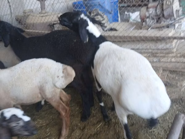 Ram, Rhon sheep