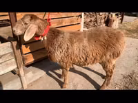 Schaf, Arashan sheep — Foto 3