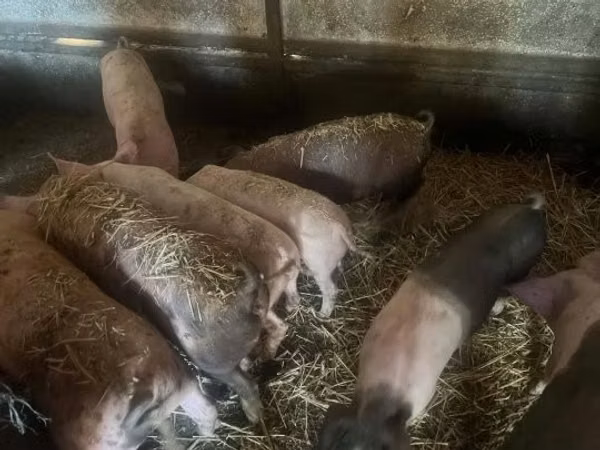 Schweine (Partie, Geschlecht nicht angegeben), Schweine