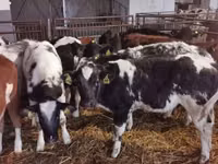 Bull, Russian Black pied cattle — photo 1