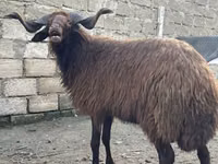 मेढ़ा, Red Karaman sheep — फ़ोटो 1