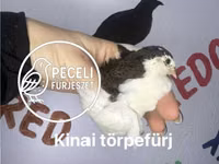 Quails — Foto 6