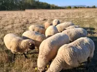 Ram, Shroshire sheep — photo 2