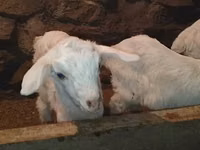Billy Goat, Saanen goat — photo 7