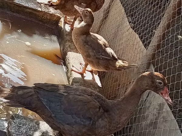 Ducks