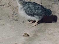 Chickens — photo 3