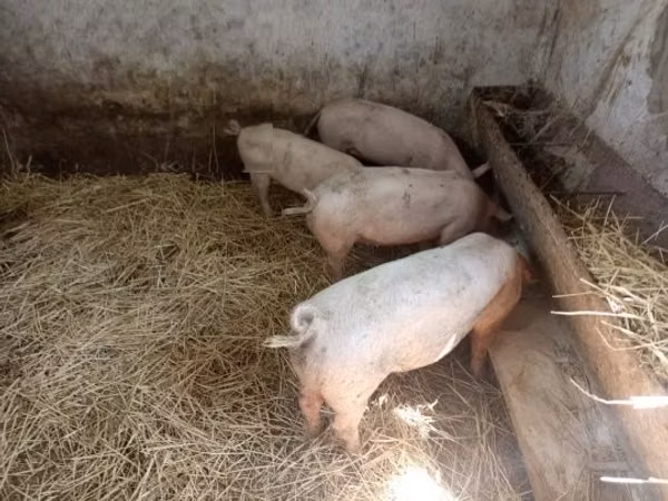 Säue, Schweine