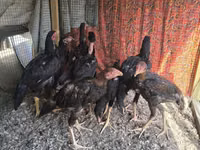 Chickens — 照片 3