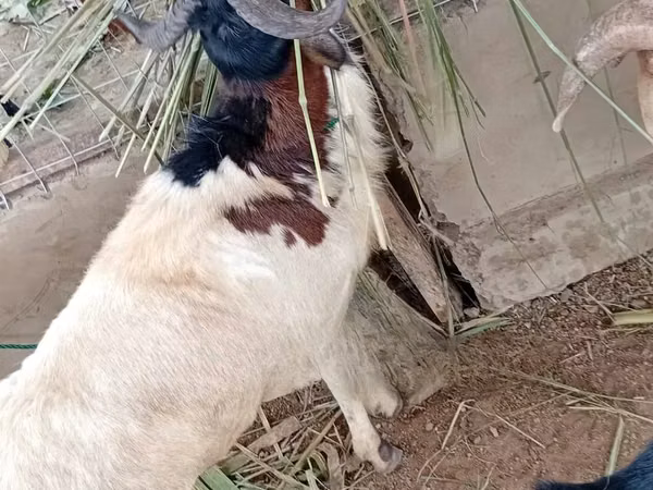 Ram, Sheep