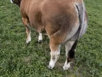 Bulle, Partenaise cattle — Foto 5