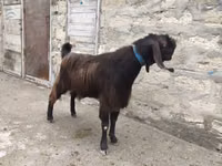 बकरा, Damask goat — फ़ोटो 6