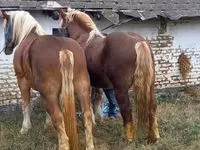 Horse (M), Suffolk Punch — photo 3
