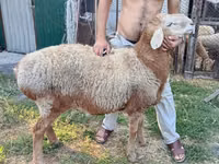Widder, Rhon sheep — Foto 4