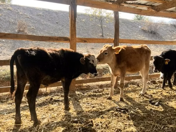 Bull, Swiss cattle