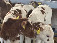 牛只（批次，未指定性别）, Simmental cattle — 照片 1
